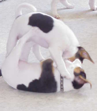 Painimatsi