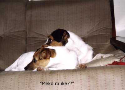 mekomuka1