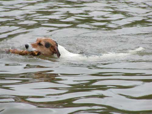 ophelia3