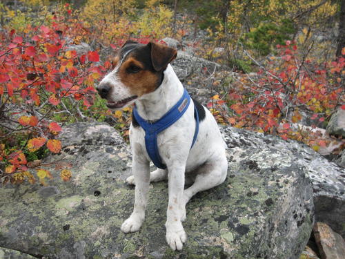 otto