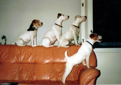 a8_terriers