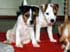 Pups Chess