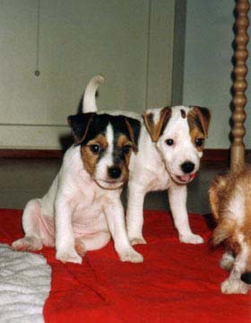 pups_chess