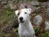 leevi