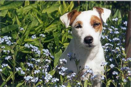 Milly