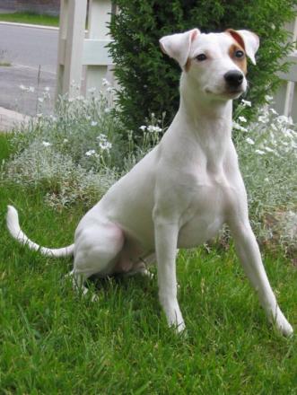 kukkais-vilma