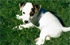 Nikita niityll�