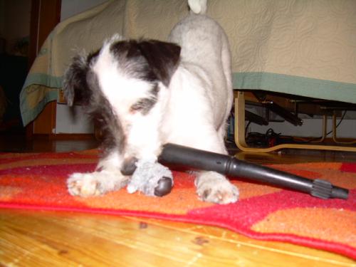 minni ja lypsykumi