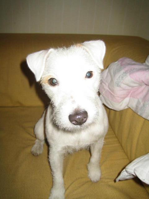 pipsa