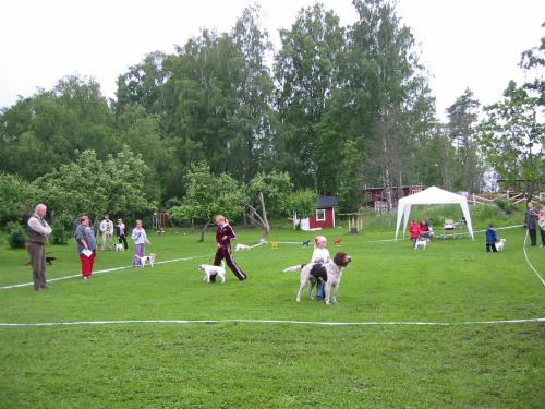 lapset ja koirat