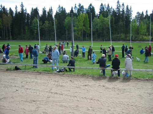 lapset ja koirat